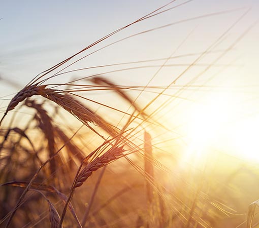 Intolérance au gluten - champ de blé